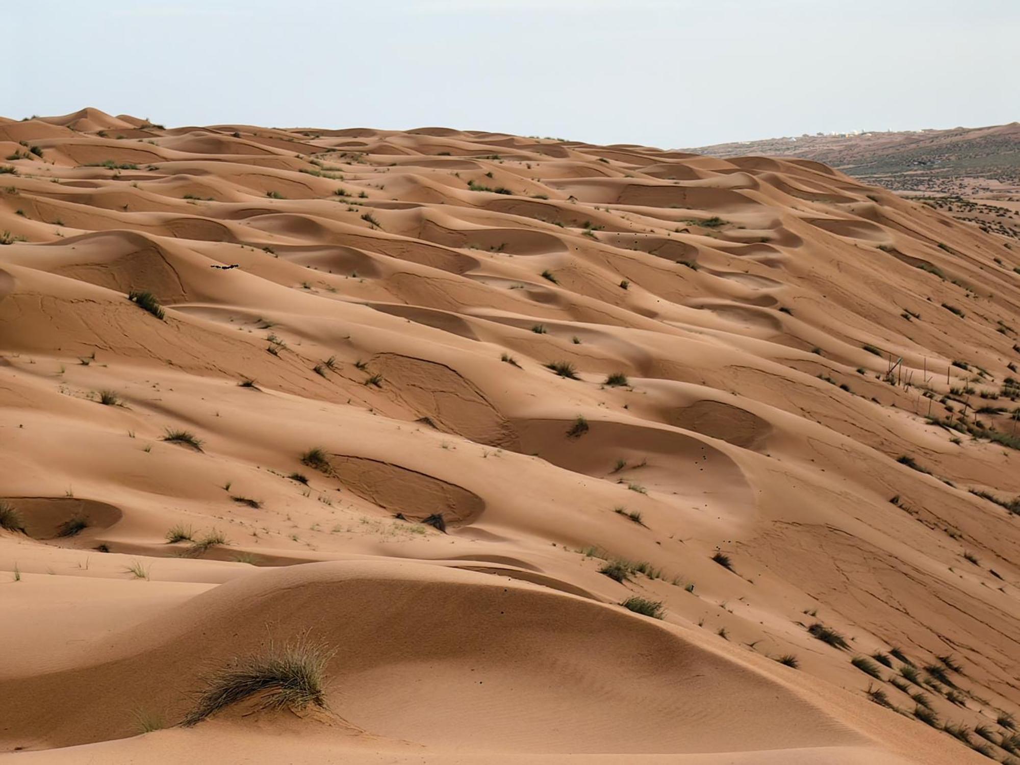 Desert Rose Camp Badīyah Dış mekan fotoğraf